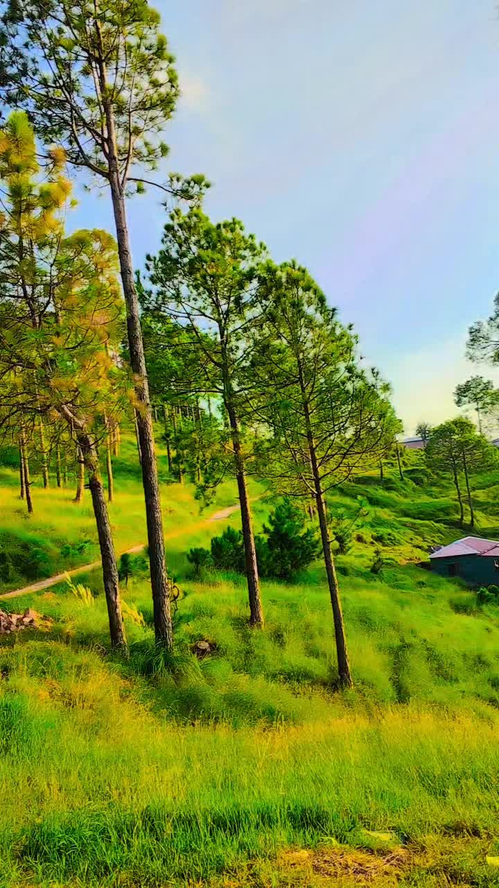 @Samoo Abbasi 313