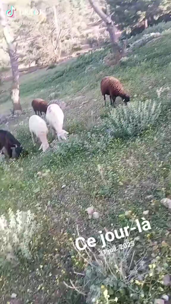 @Ala Riahi