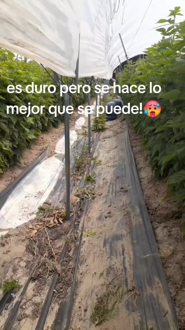 @juana