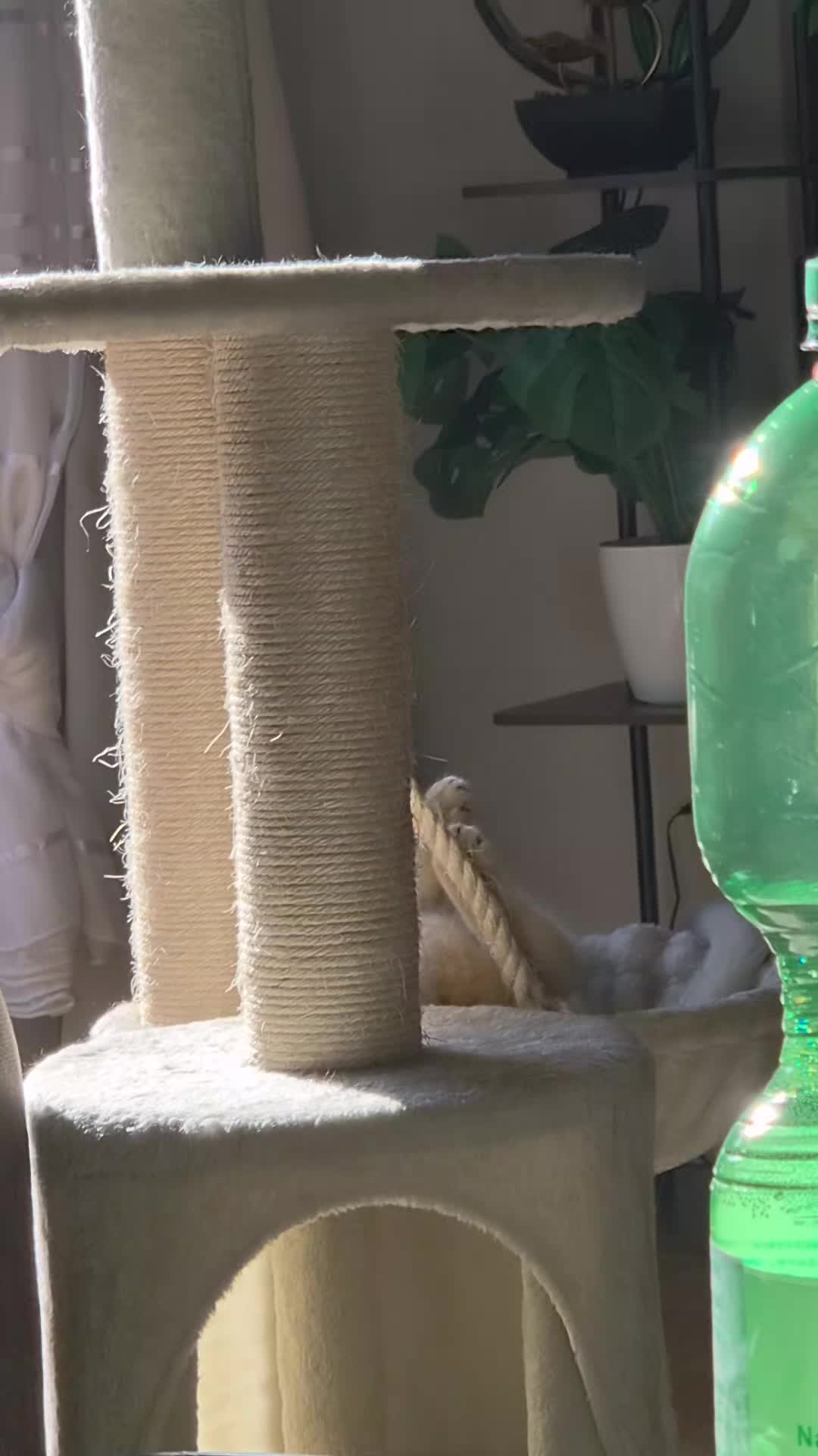 @😽