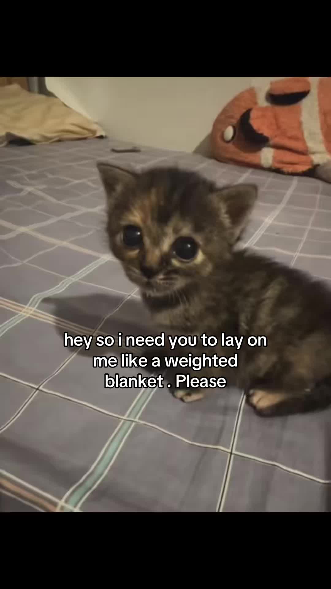 @meowconcept