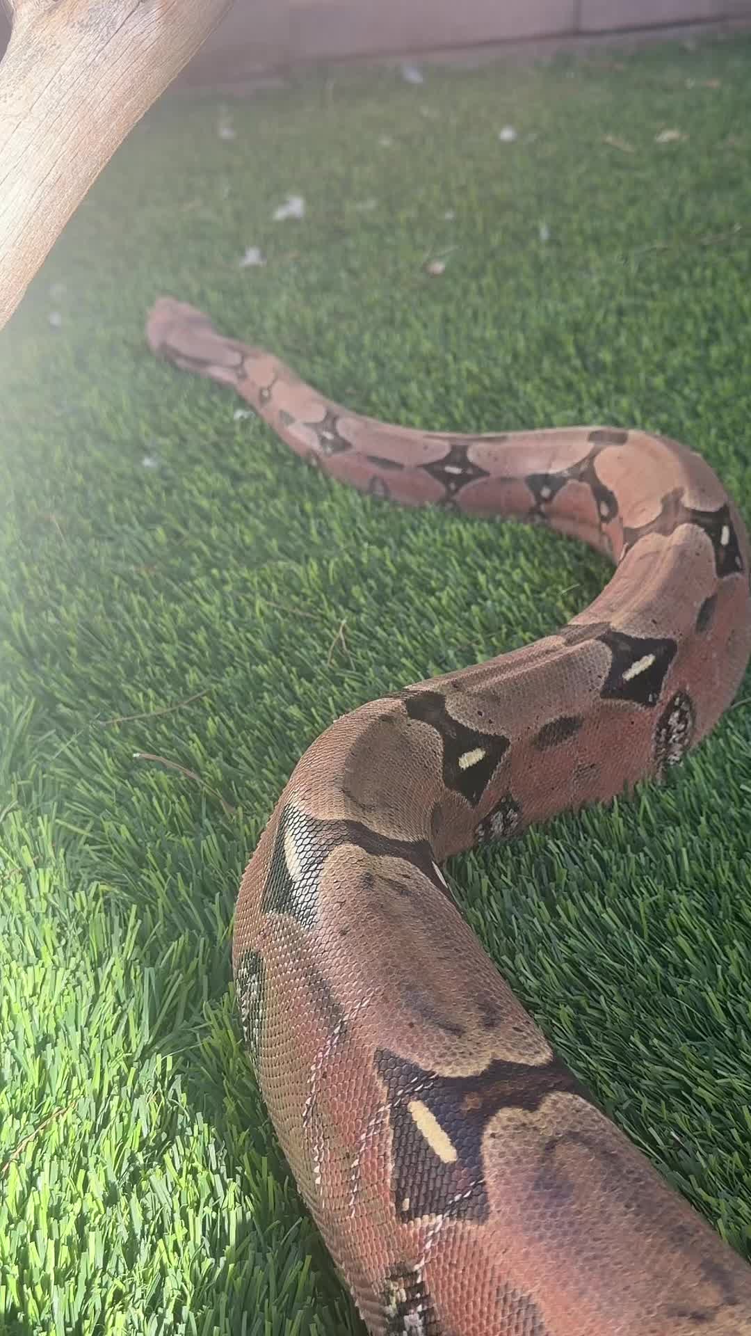 @Medusa✌️🐍 ♊️