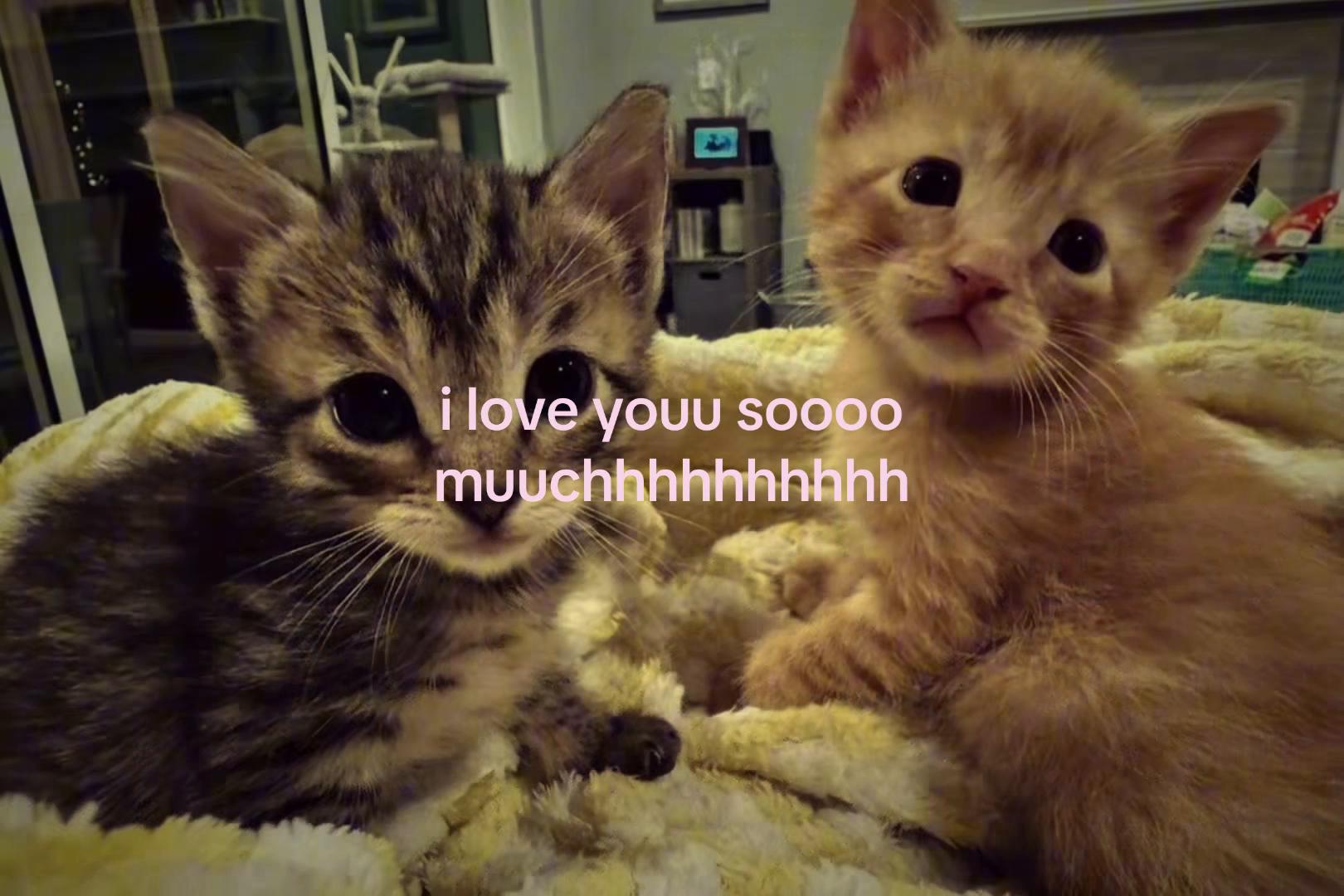 @sxalenz