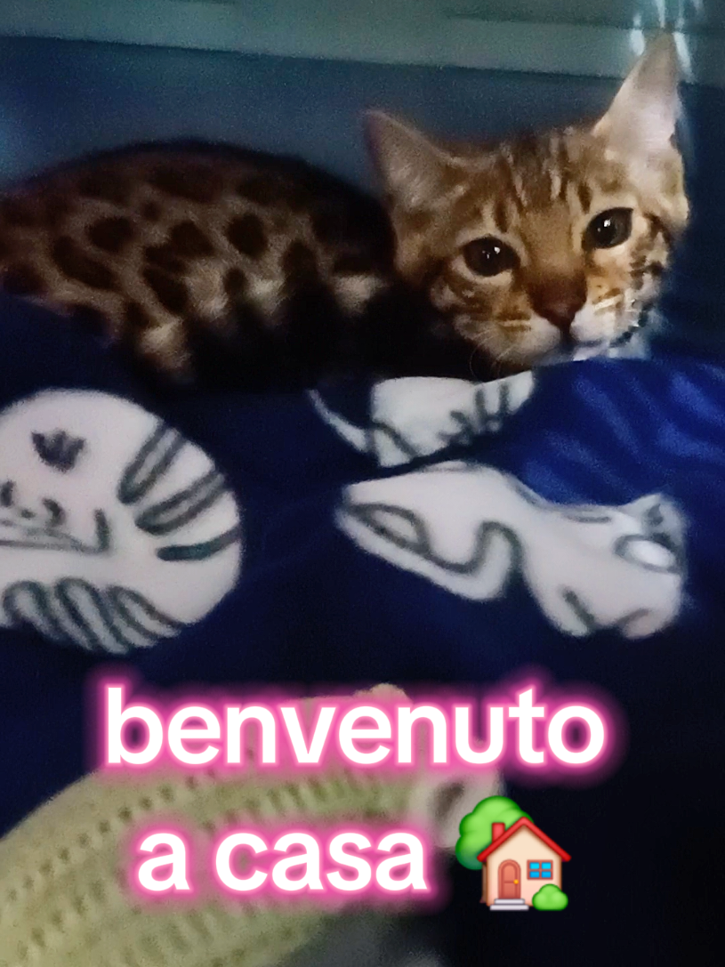 @rio.supercat