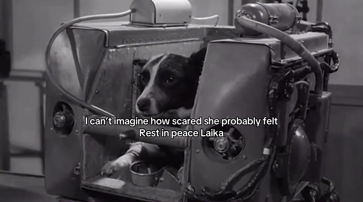 @the rescuers