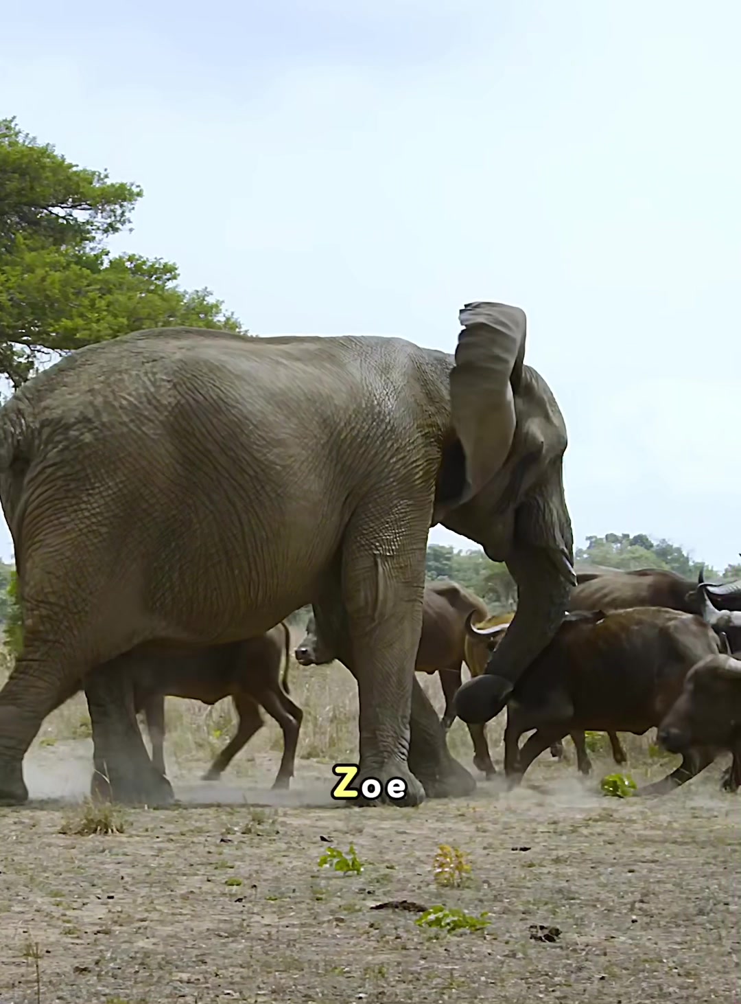 @look animals