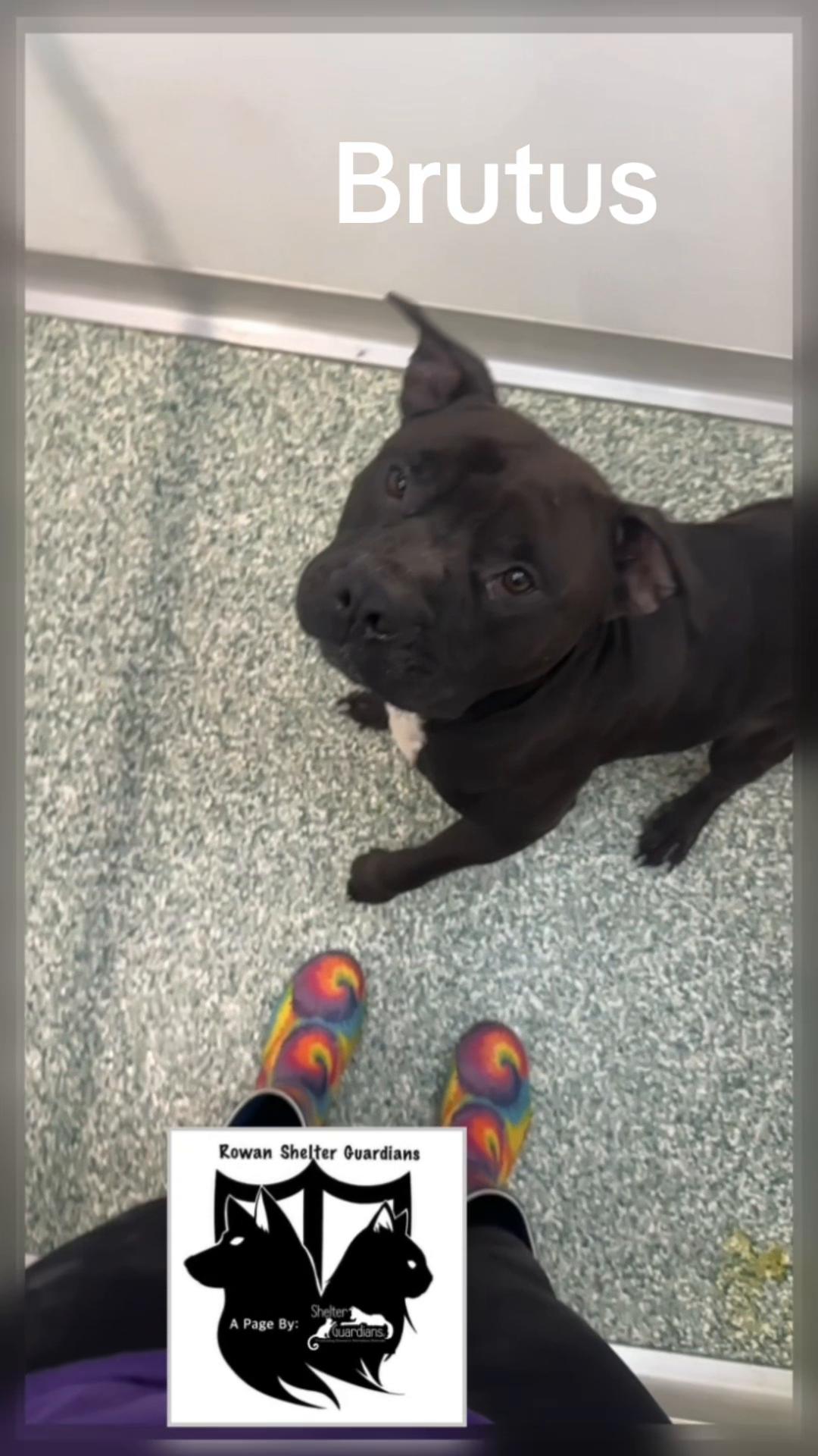 @Crazy Dog Lady