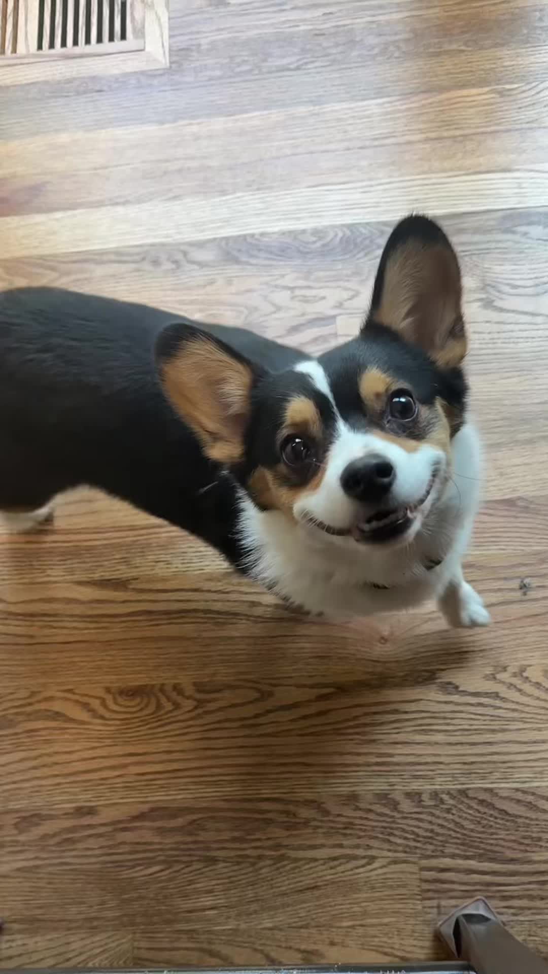 @Little Miss Rosie 🐾