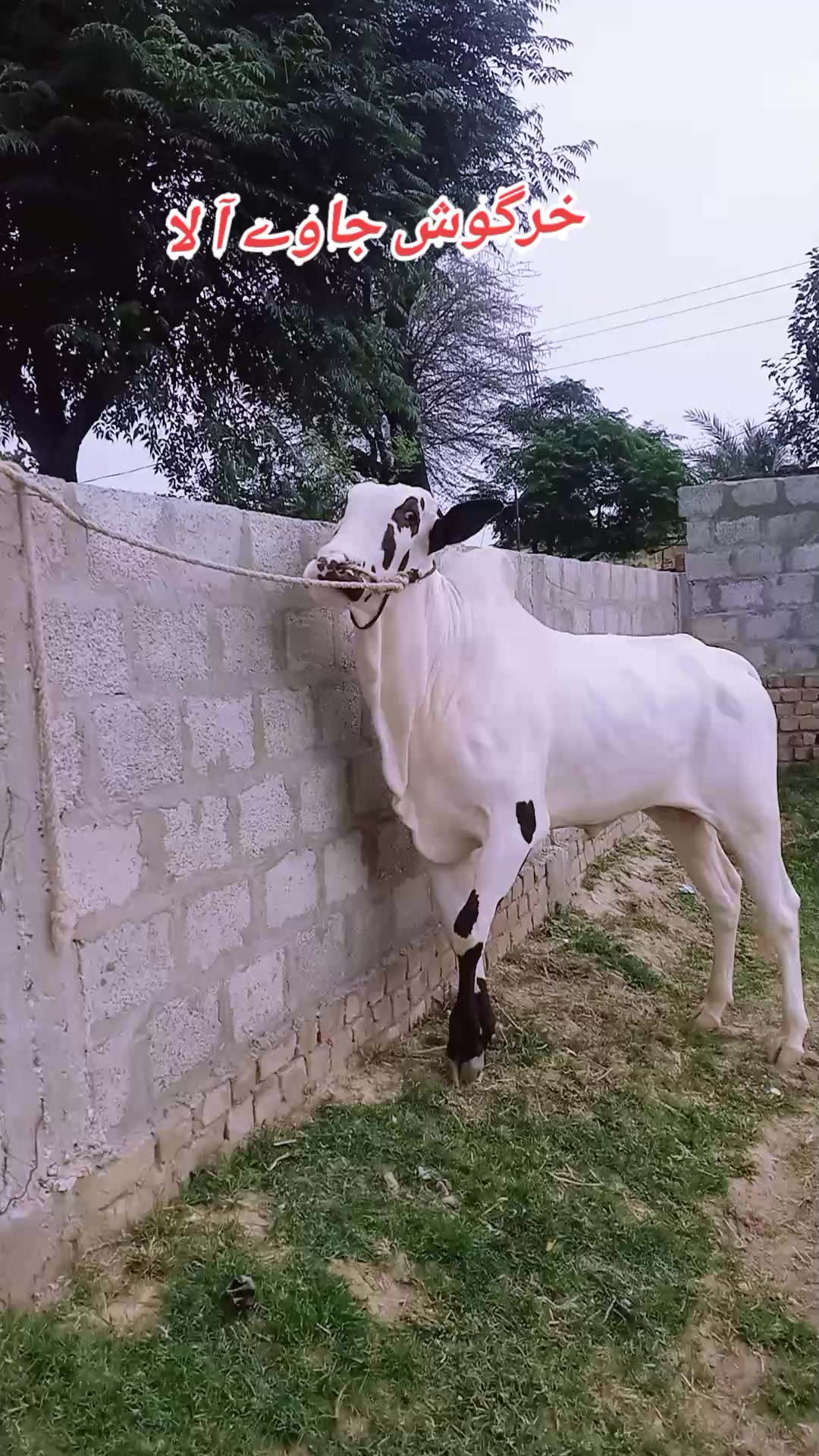 @چوہدری حماد