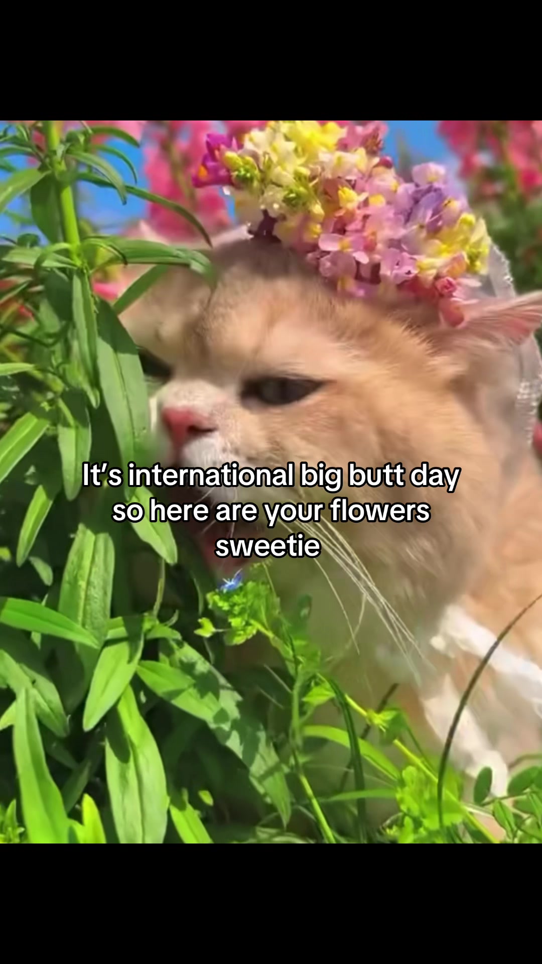 @Boxi
