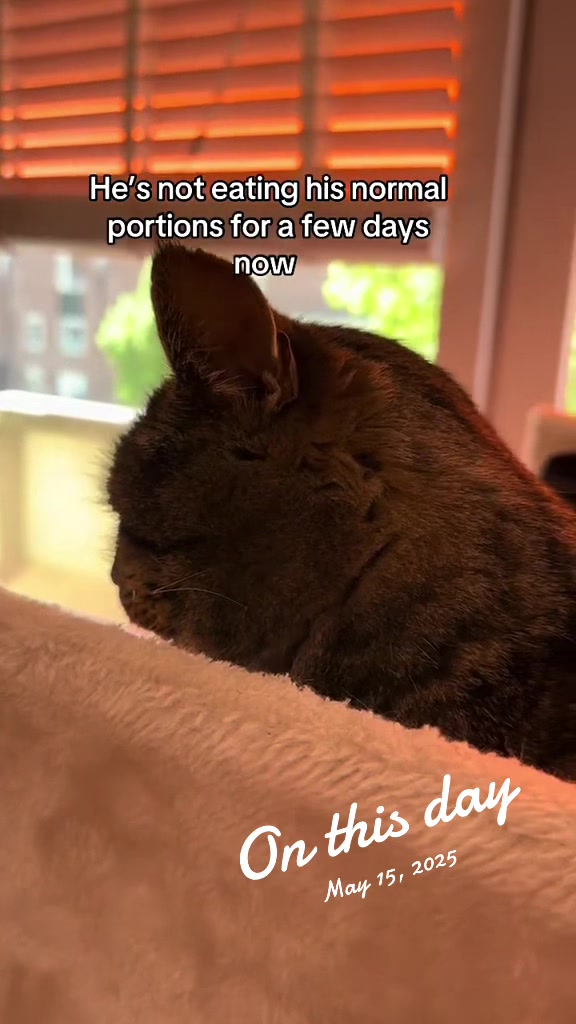 @Joep_the_ rescuecat