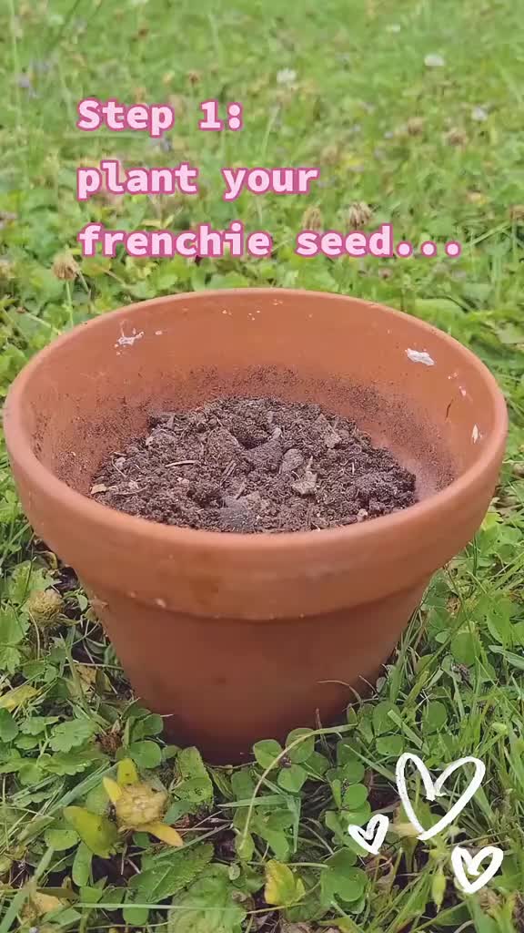 @FrenchieFrieda