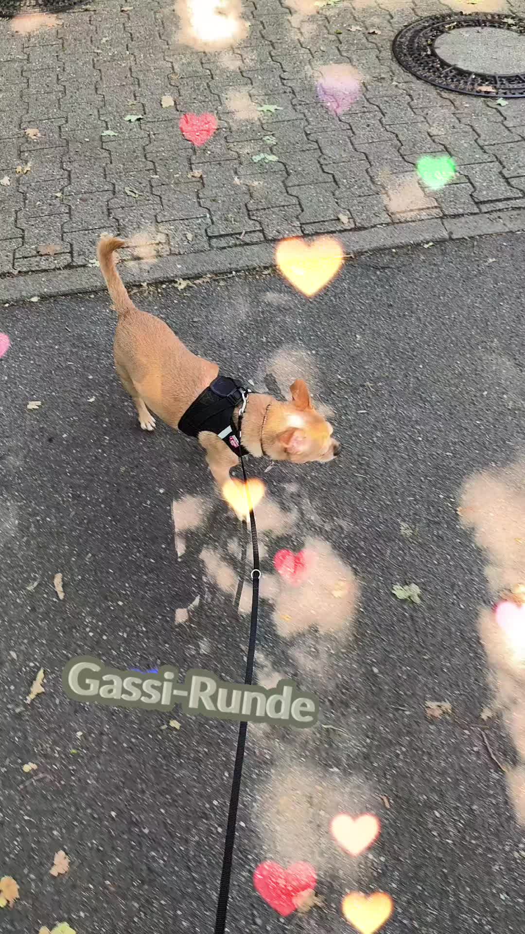 @❤️Kathi❤️Milow🐕❤️
