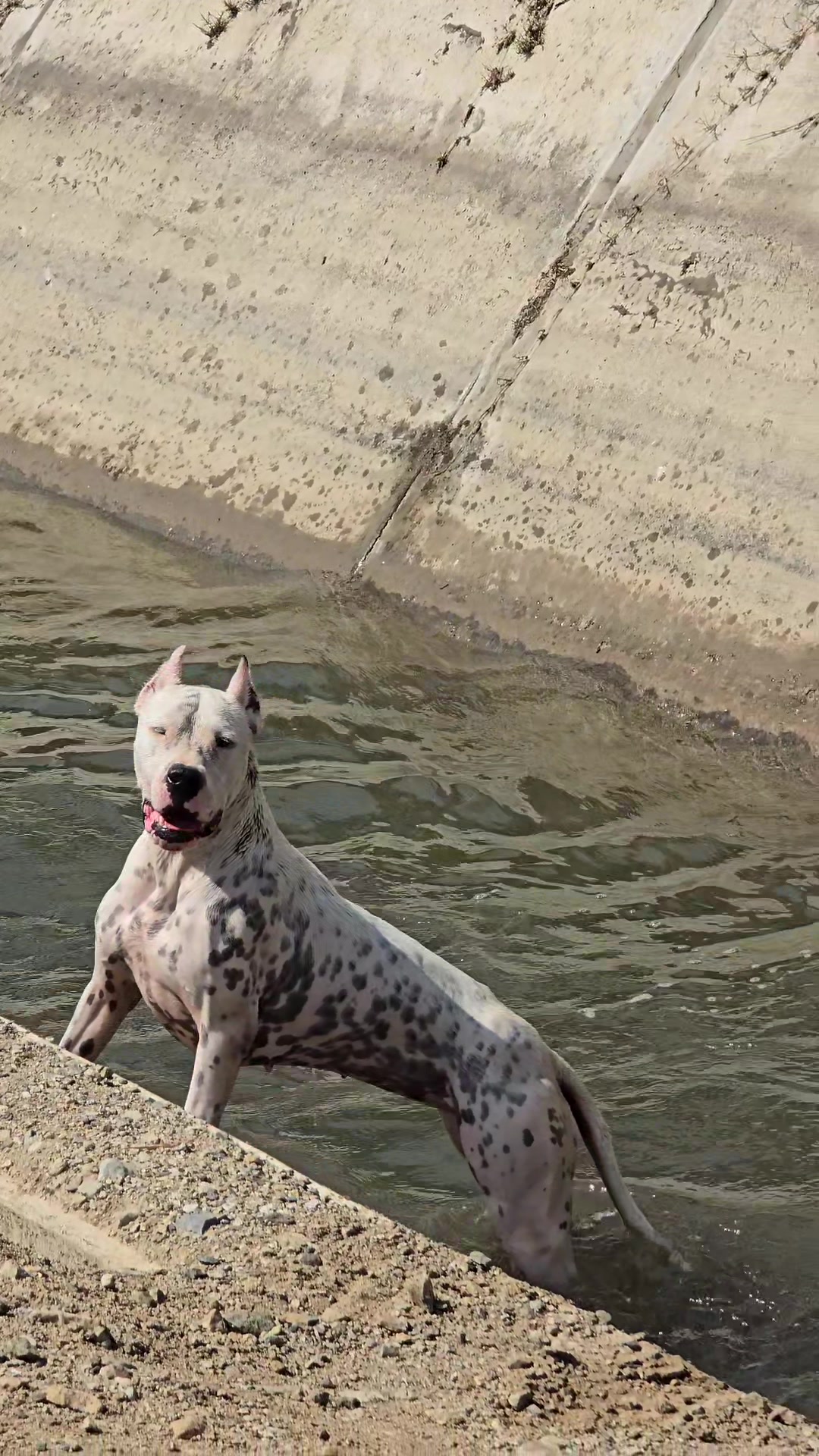@California DOGOS