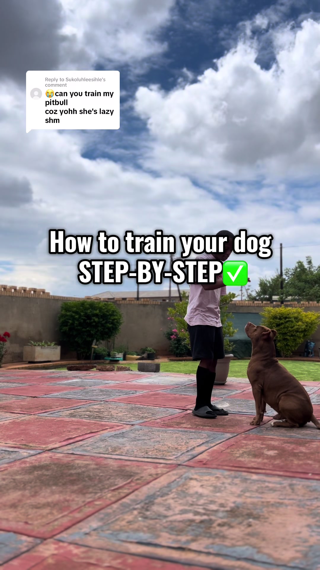 @Cobra K9 | American Bully🦴🐾