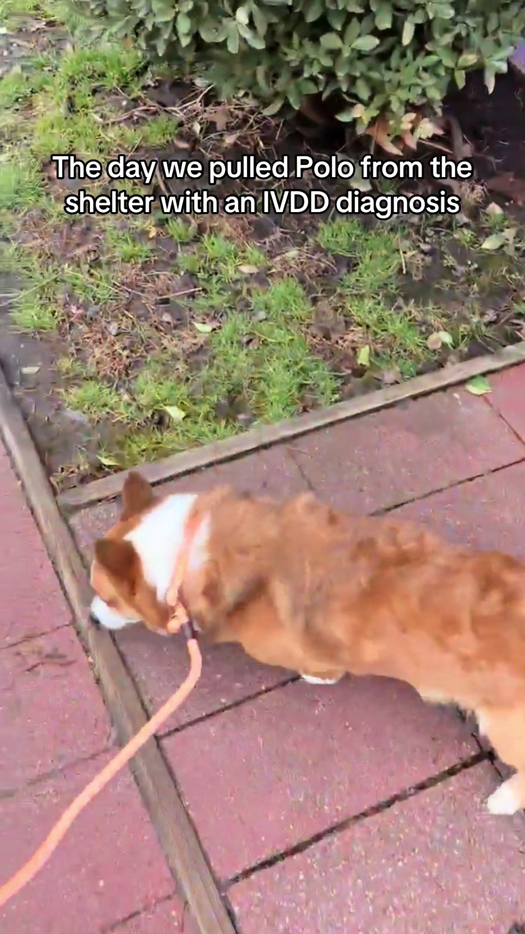 @South Jersey Corgi Rescue