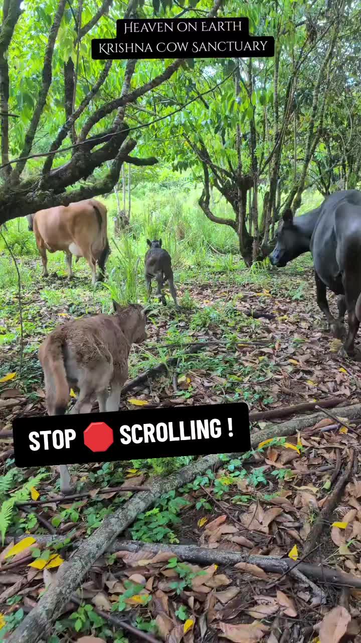 @Krishna Cow Sanctuary