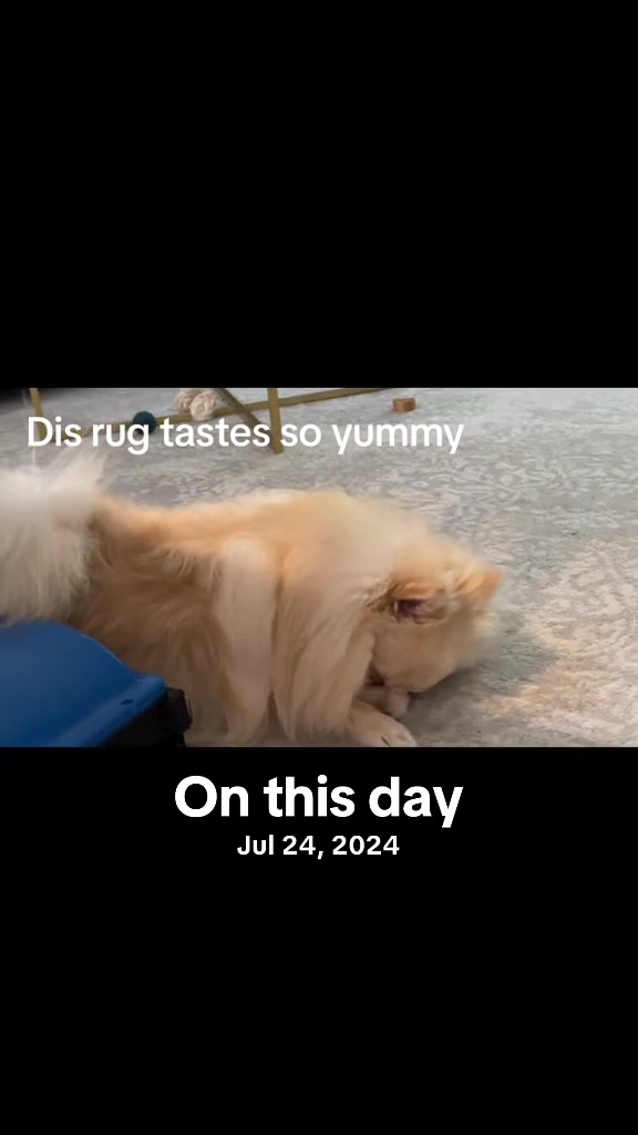 @beingmilothepom