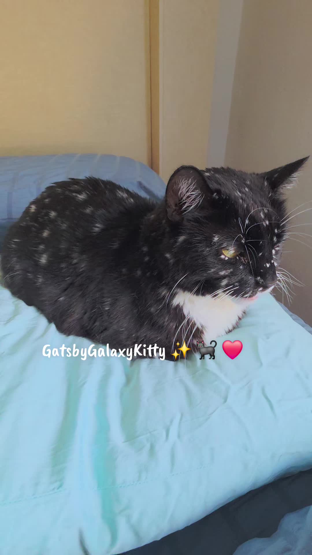 @gatsbygalaxykitty