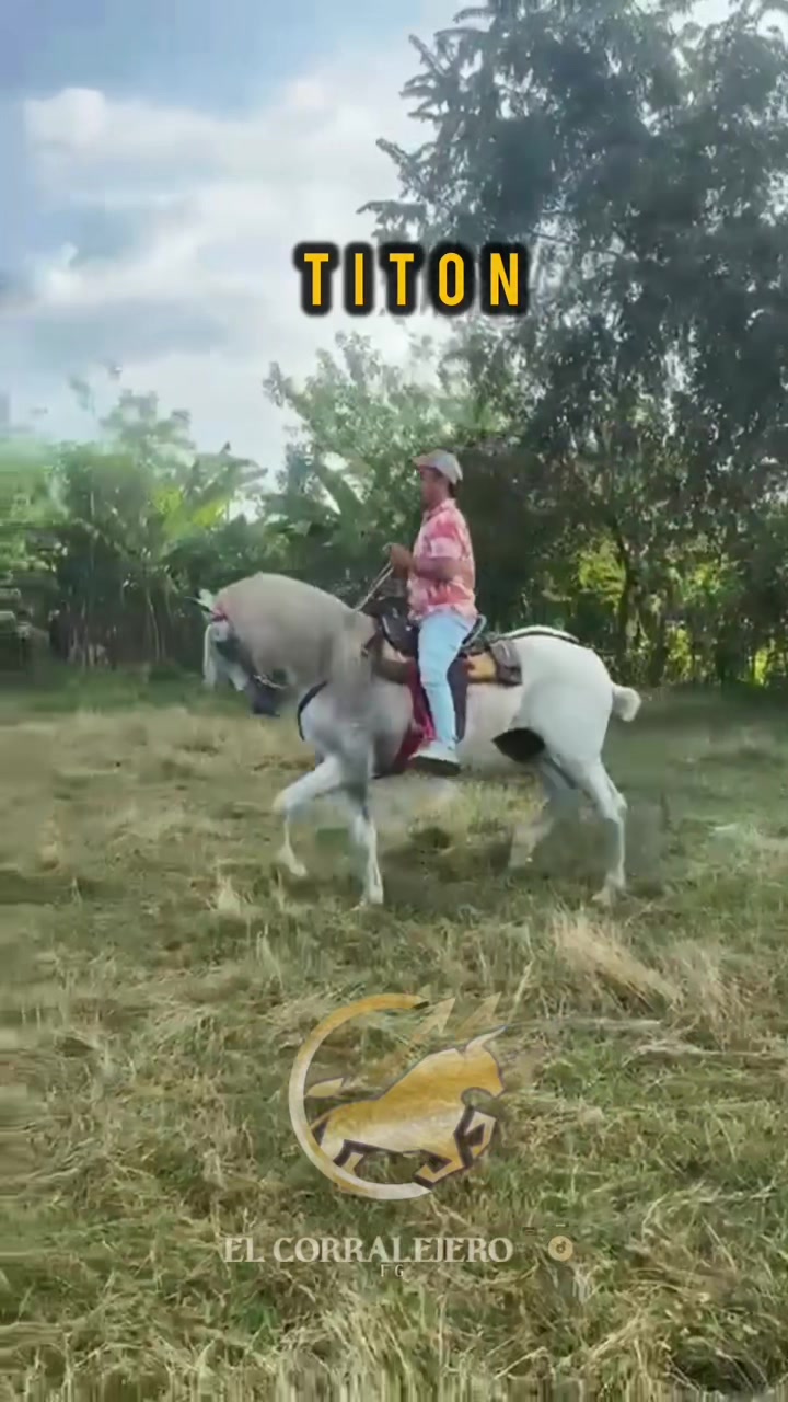 @elcorralejero