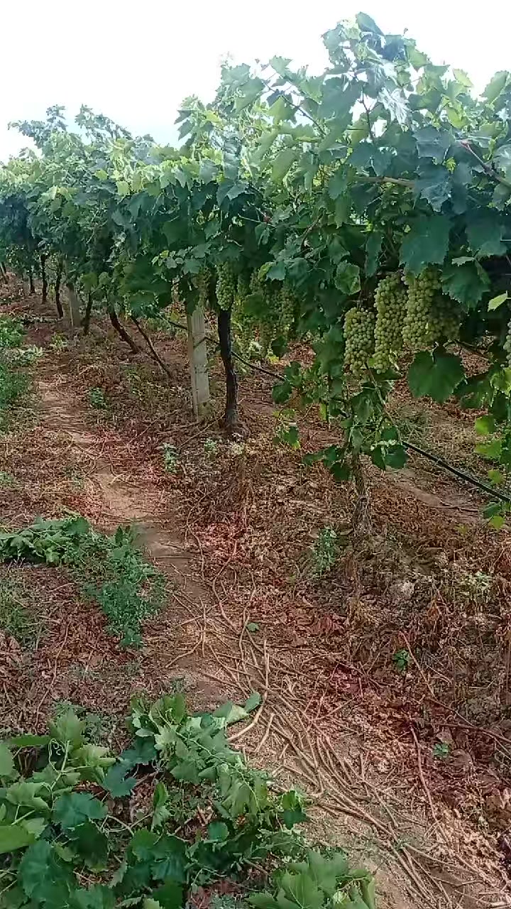 @gülum