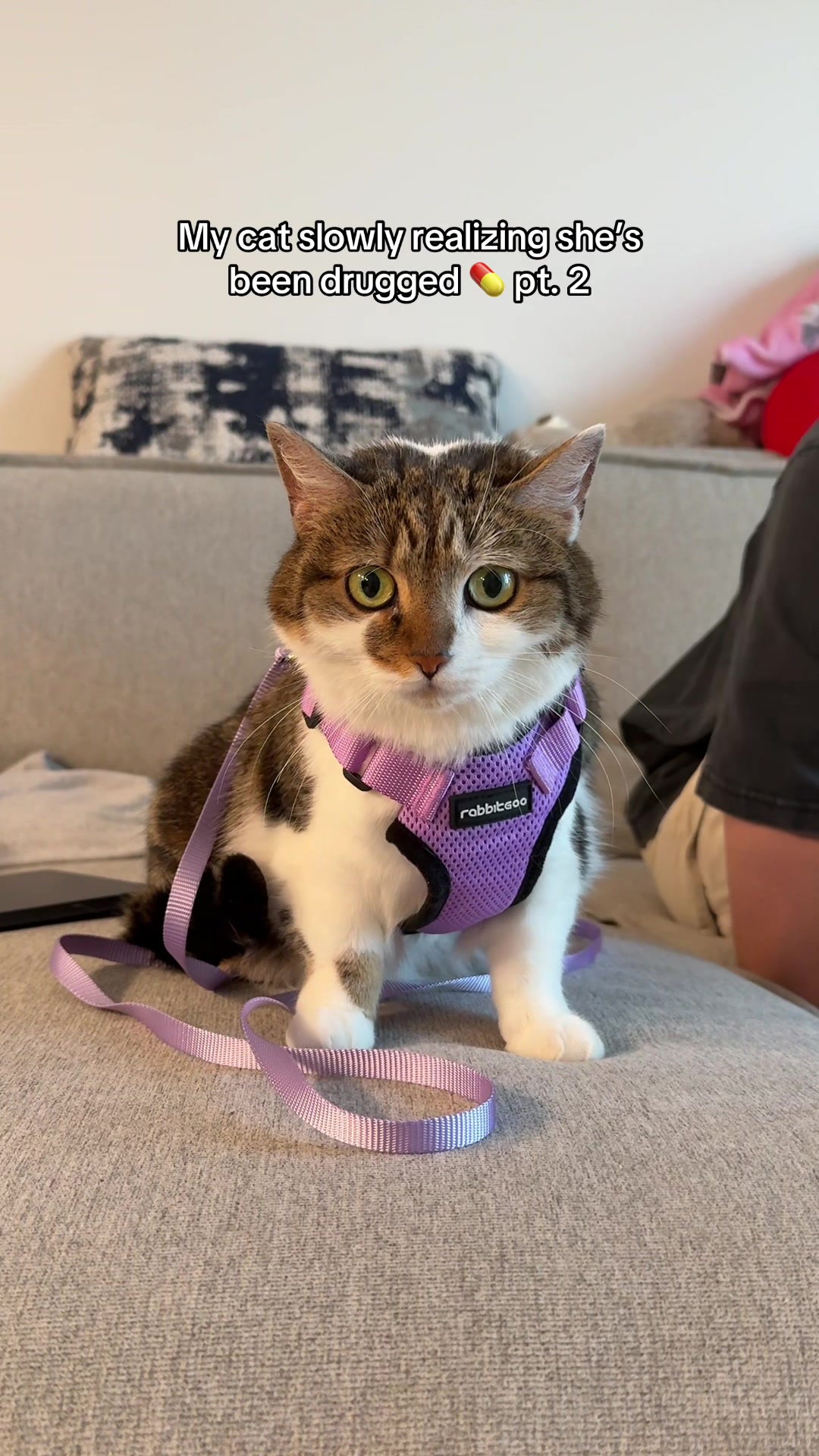 @Suki Purrs