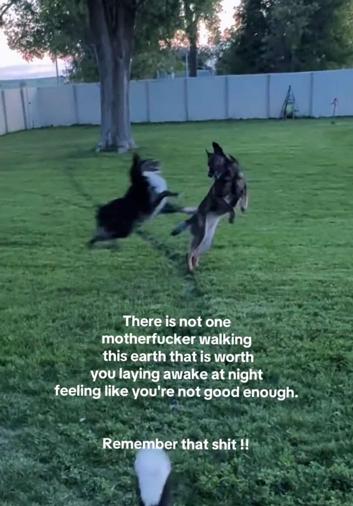 @K9 Dina
