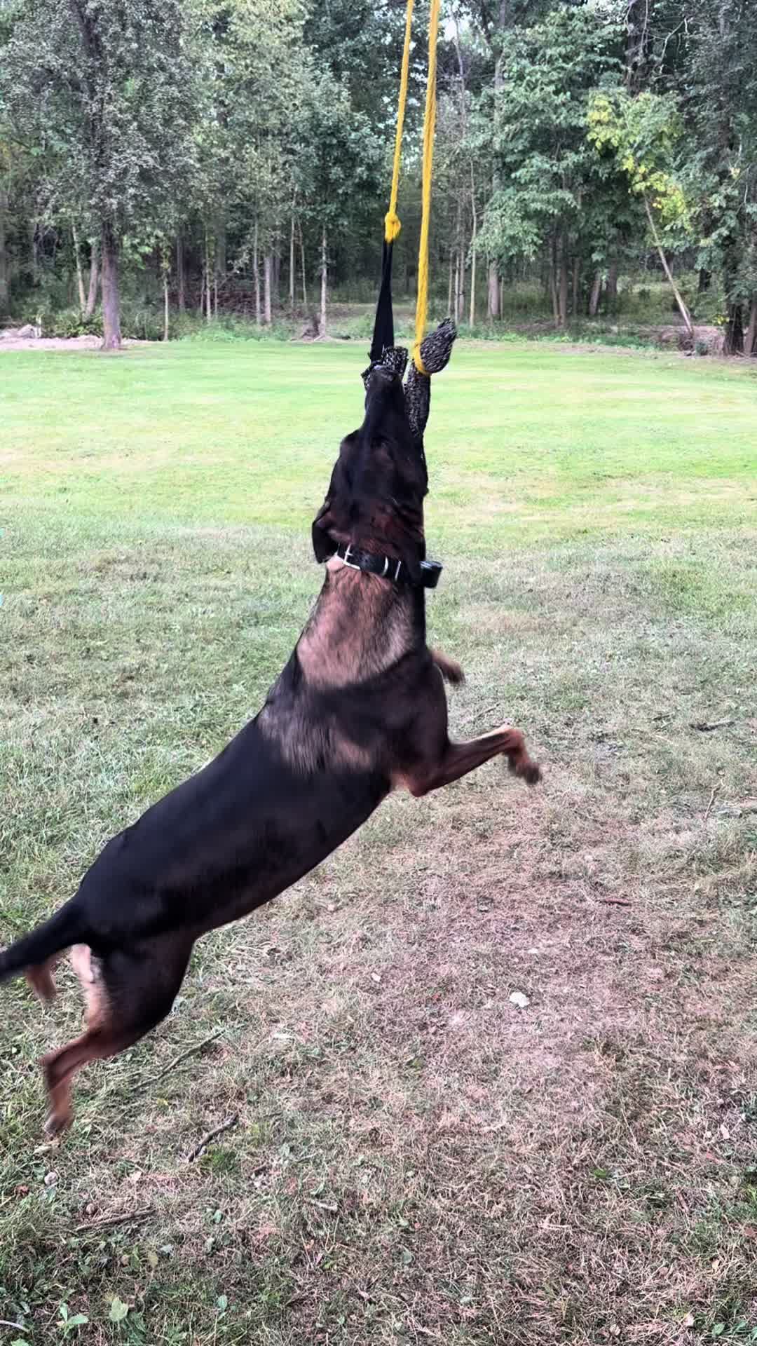 @K9peacekeeper