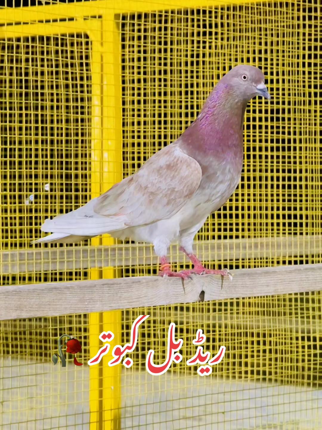 @ToqeerKhan300