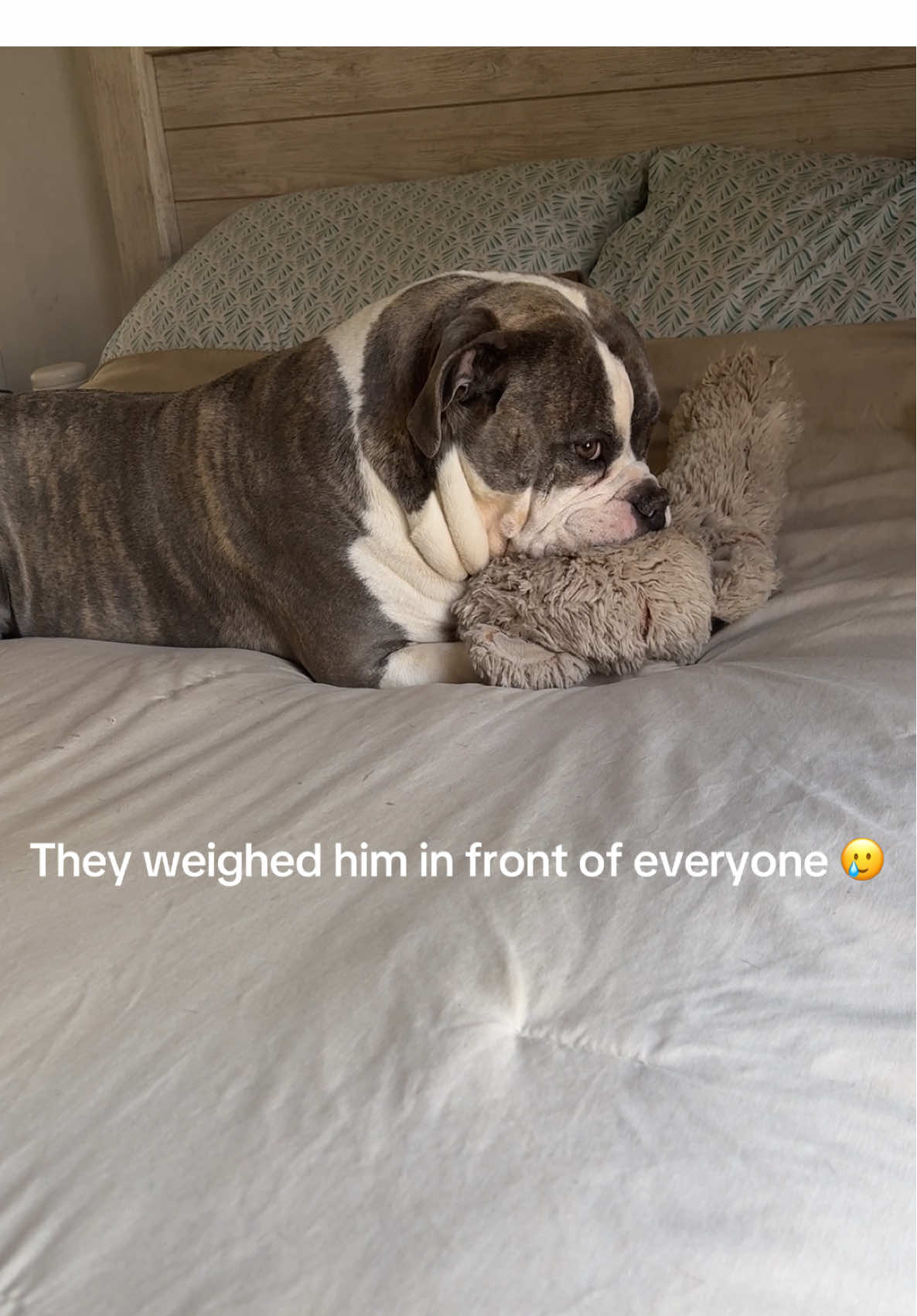 @moosey