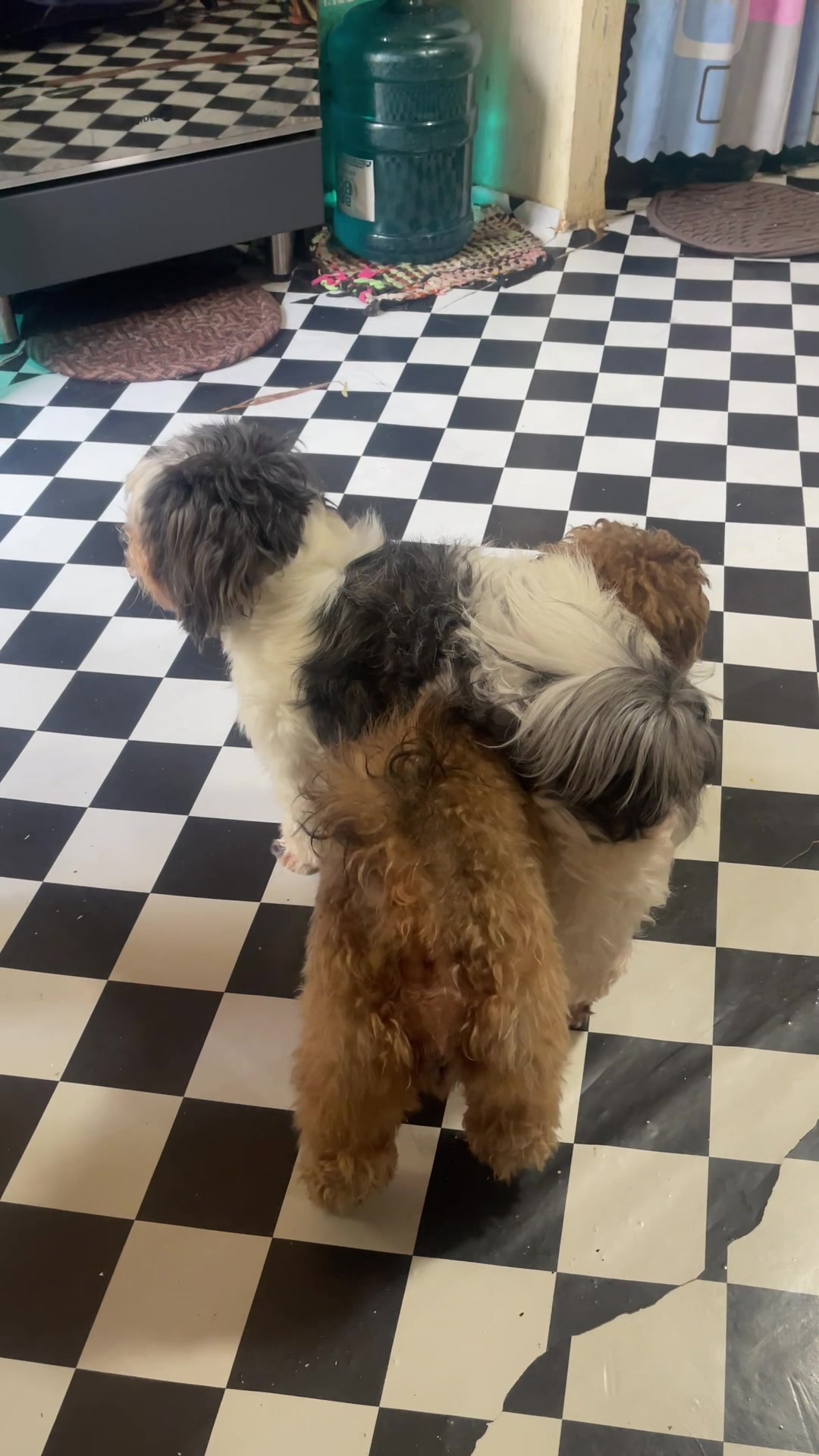 @Zoey&Zoomy&Zoya🥰🐶🐱🐶🐾🦴