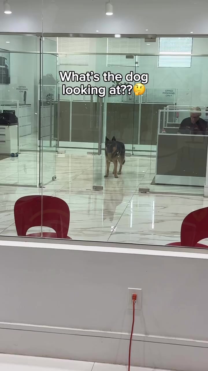 @VIDZIC