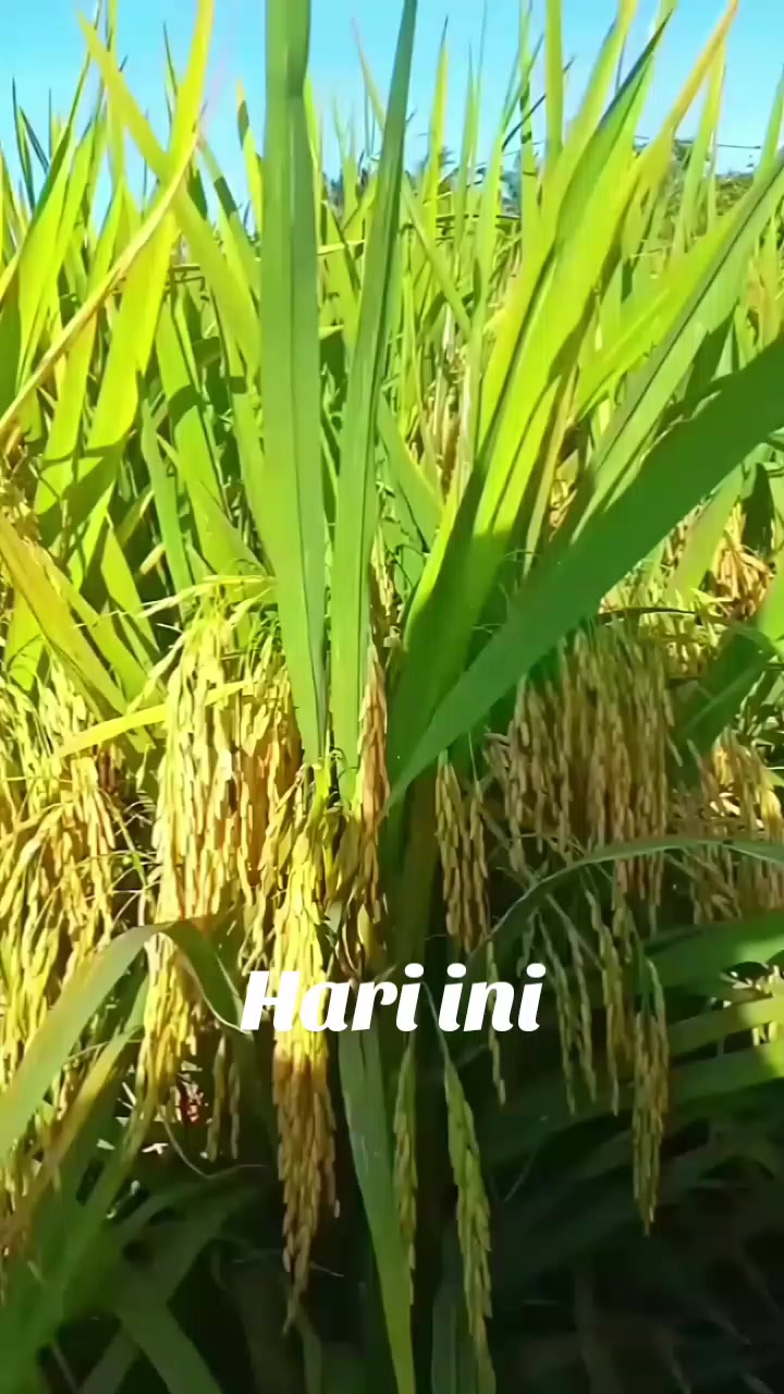 @PT. BHD INDONESIA