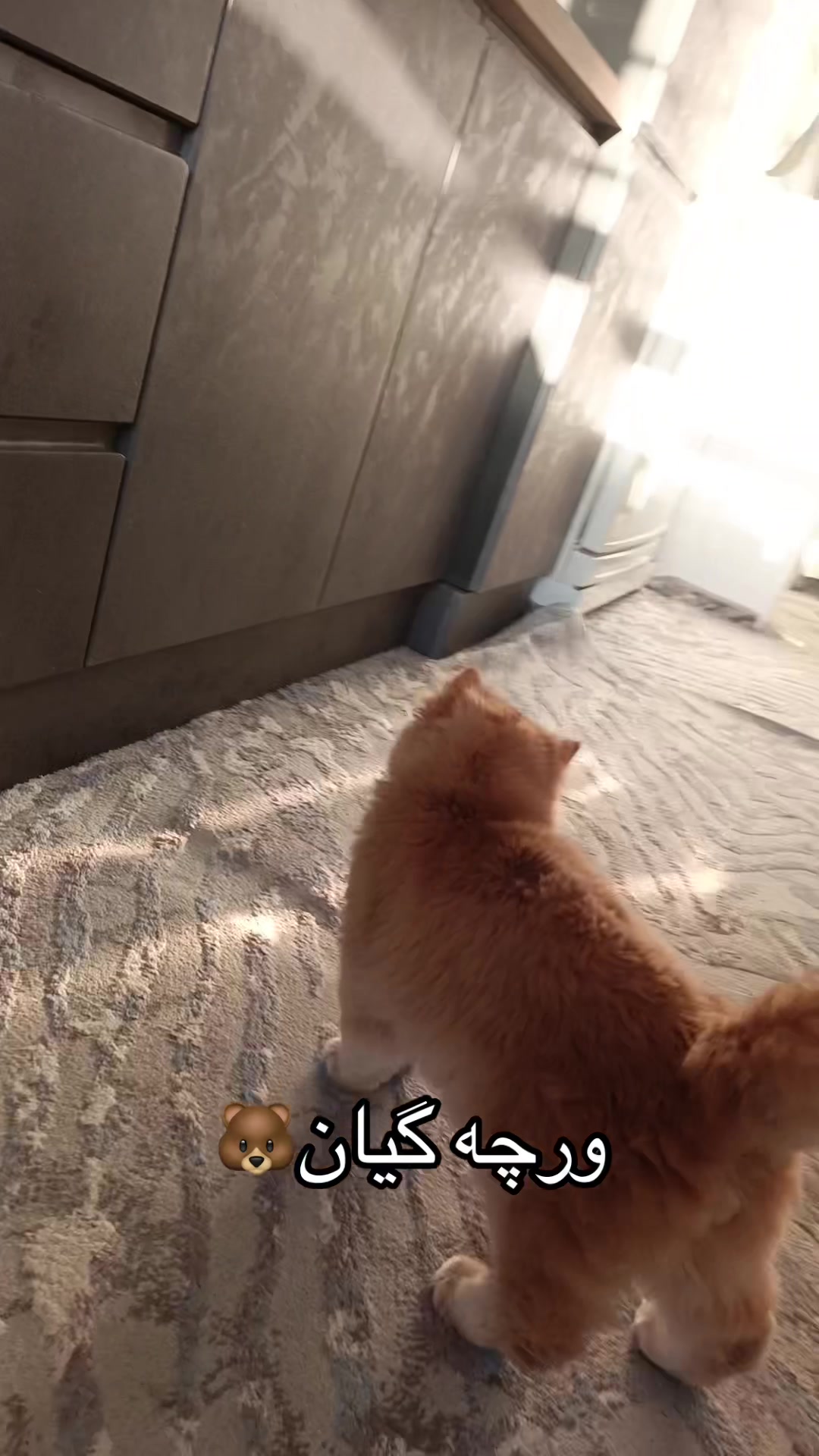 @3pshilaka