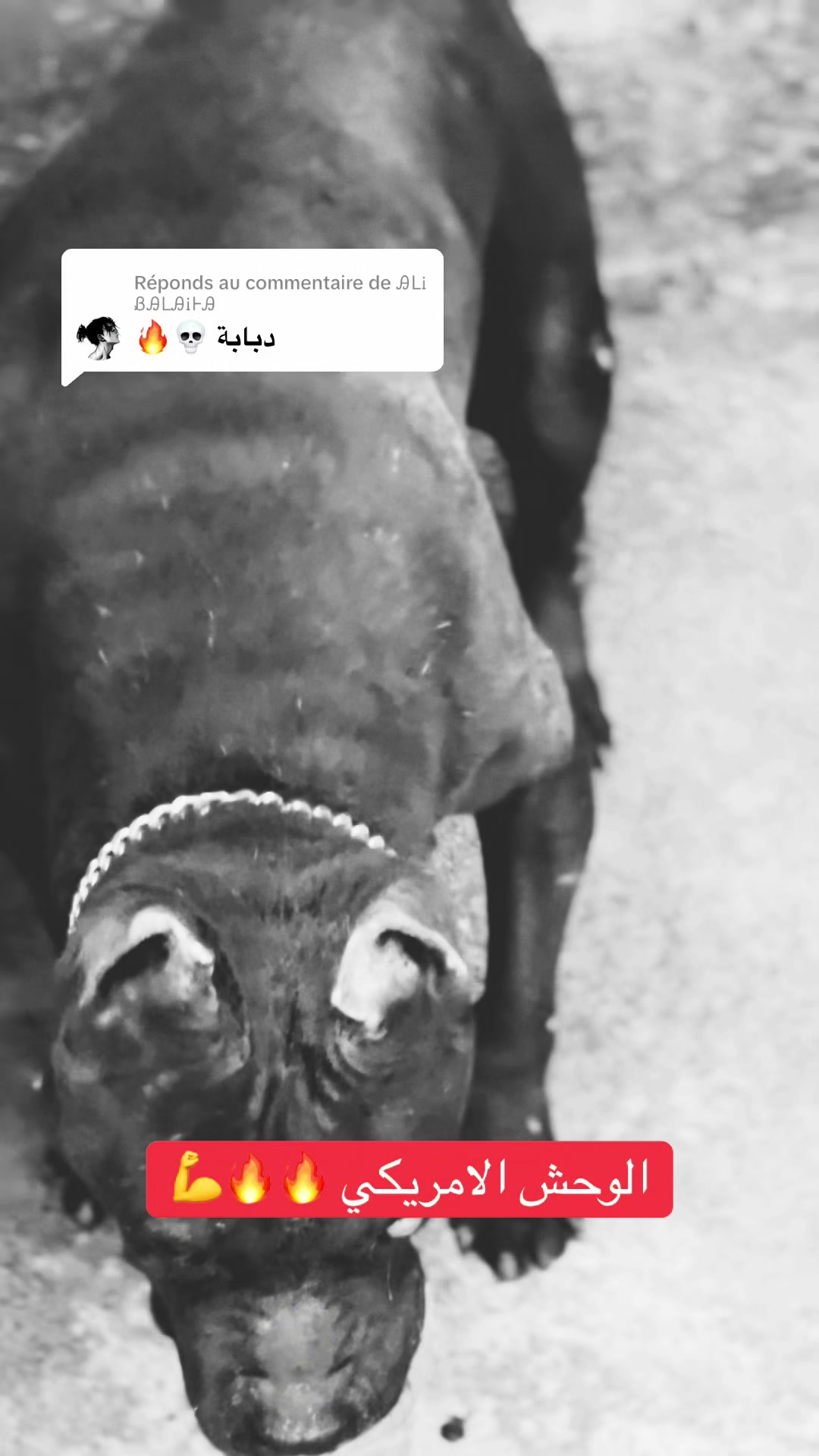 @مزرعة كلاب الدوڨو&البيتبول🔥
