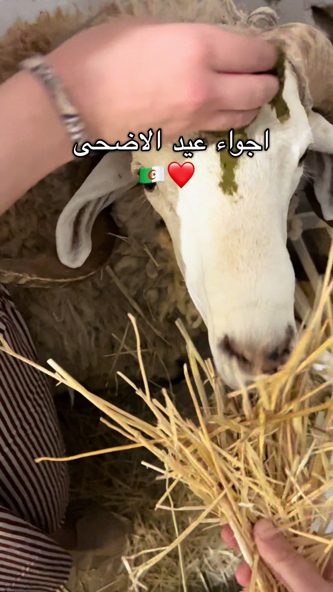 @ايلا Coffee & brunch