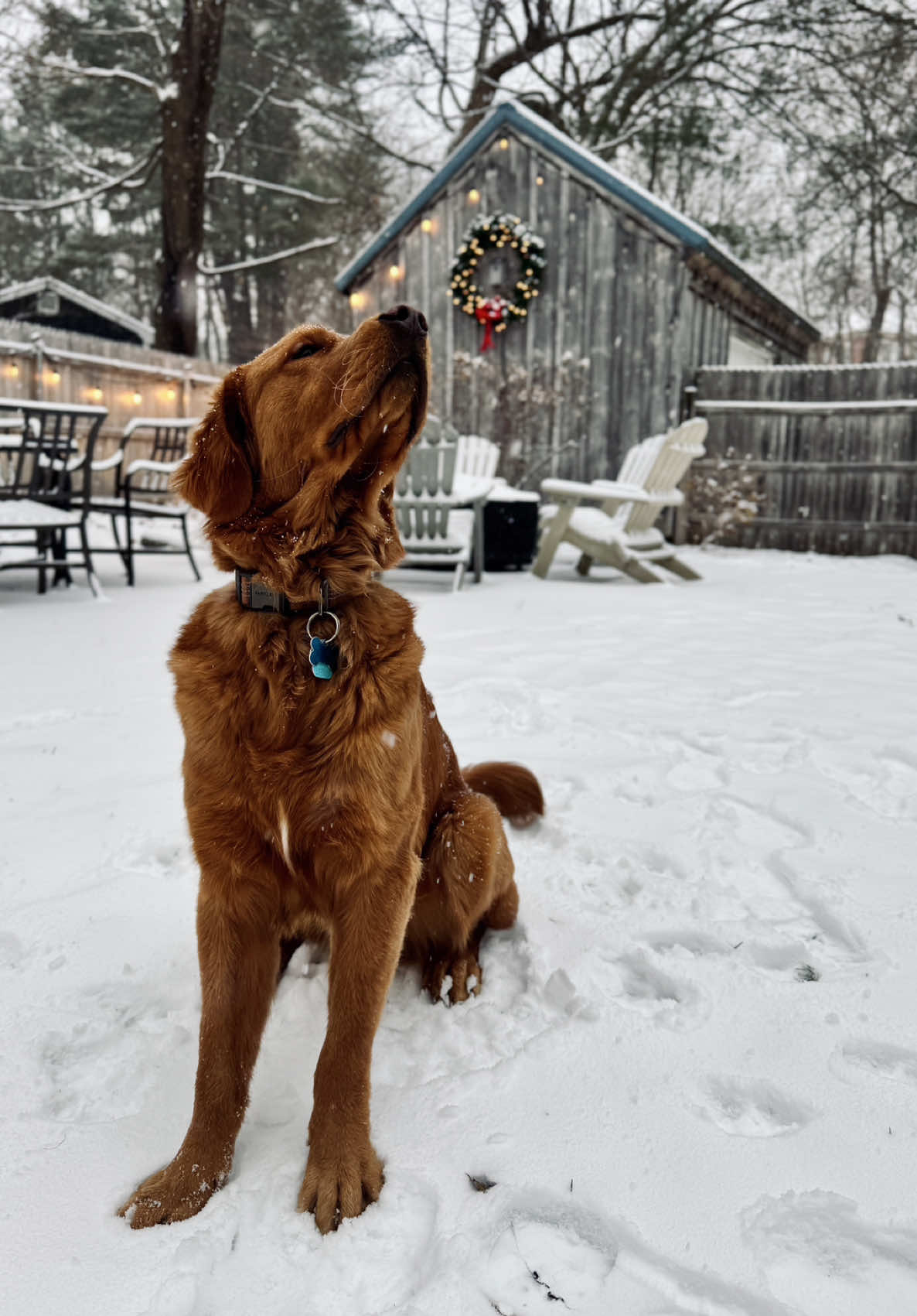 @Rooster The Red Retriever
