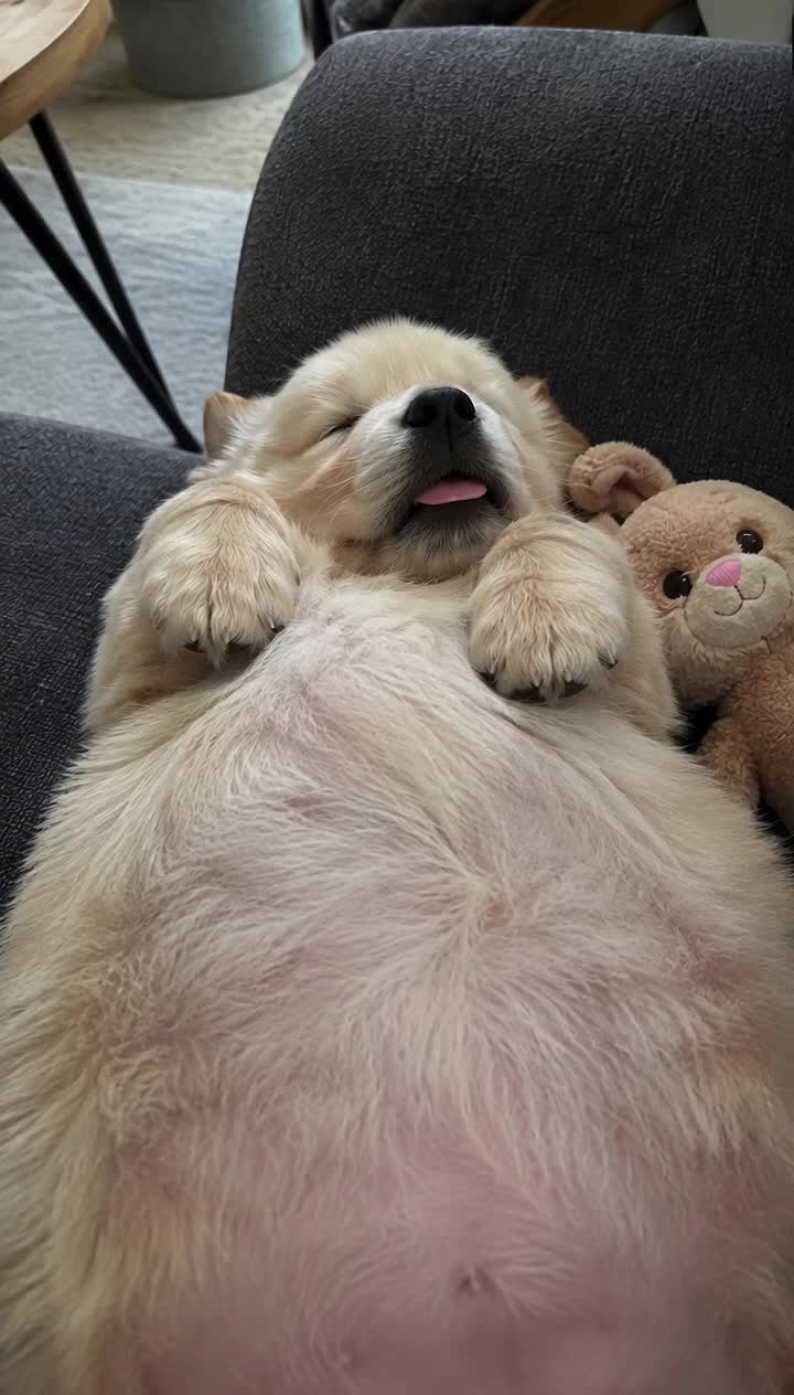 @Relatable Paws