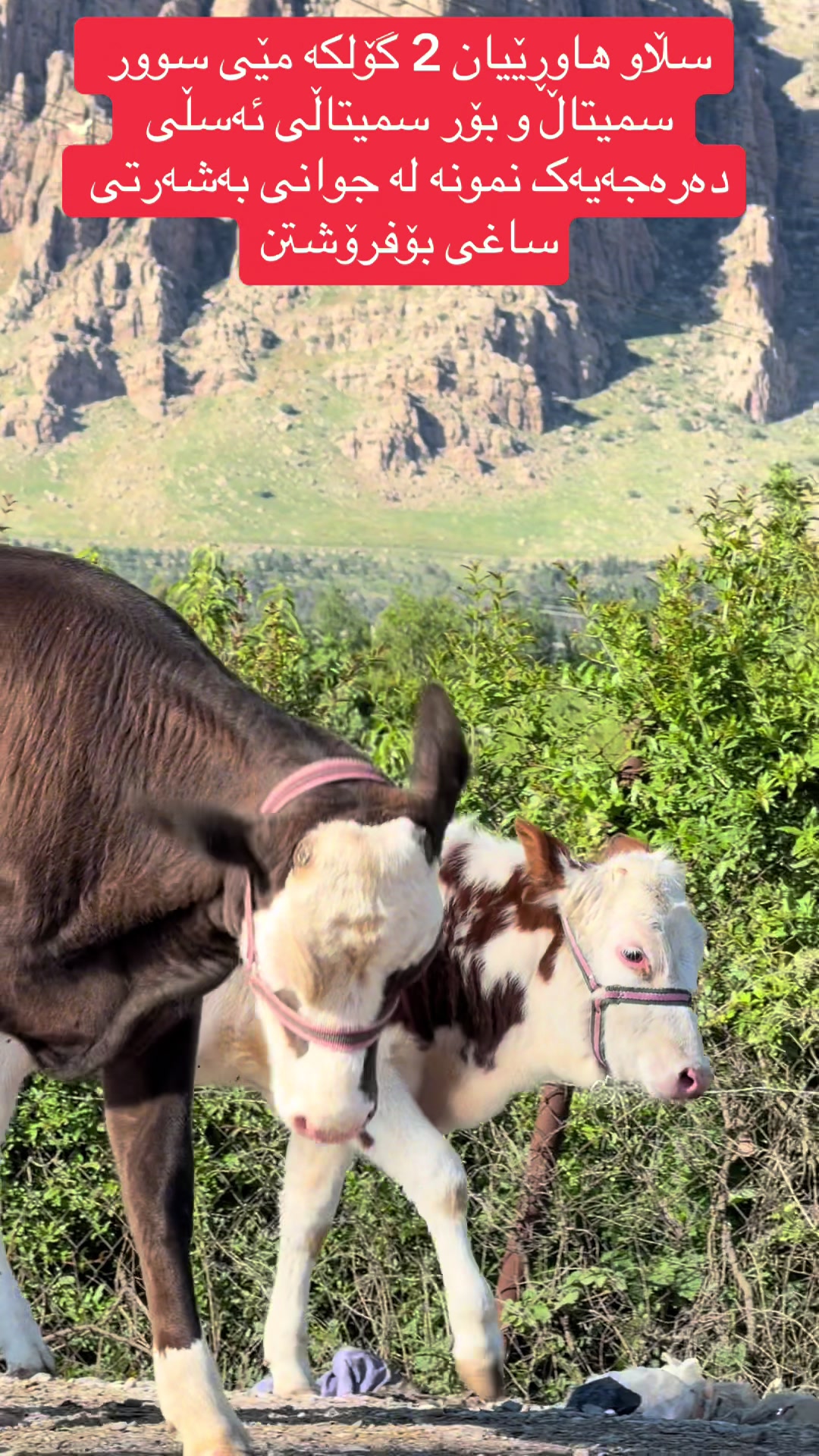 @مەیدانی ئاژەڵانی محمد 🐄🐂