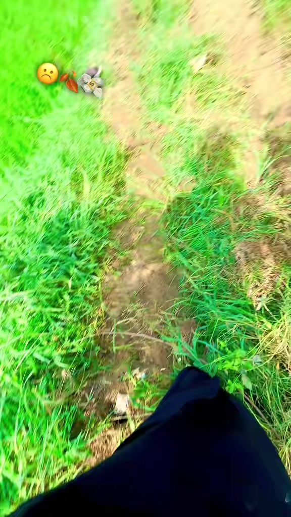 @شانی میو🌱🍁