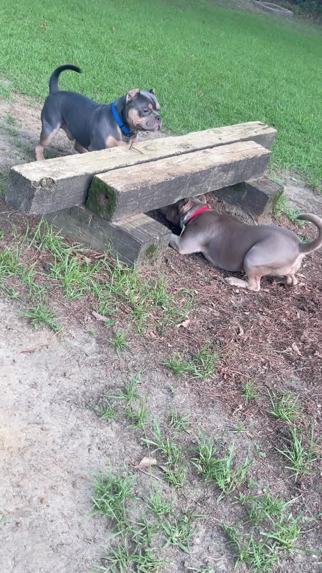 @gardnerkennel08