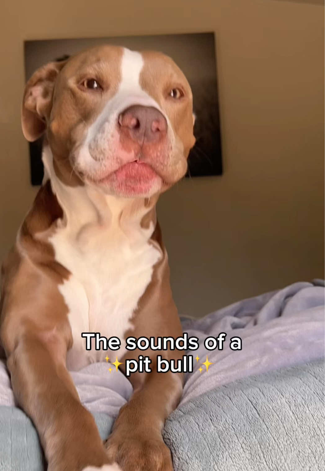 @@knight_thepit