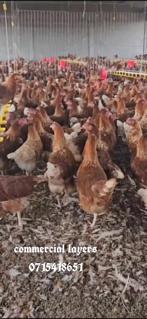 @stepfarm