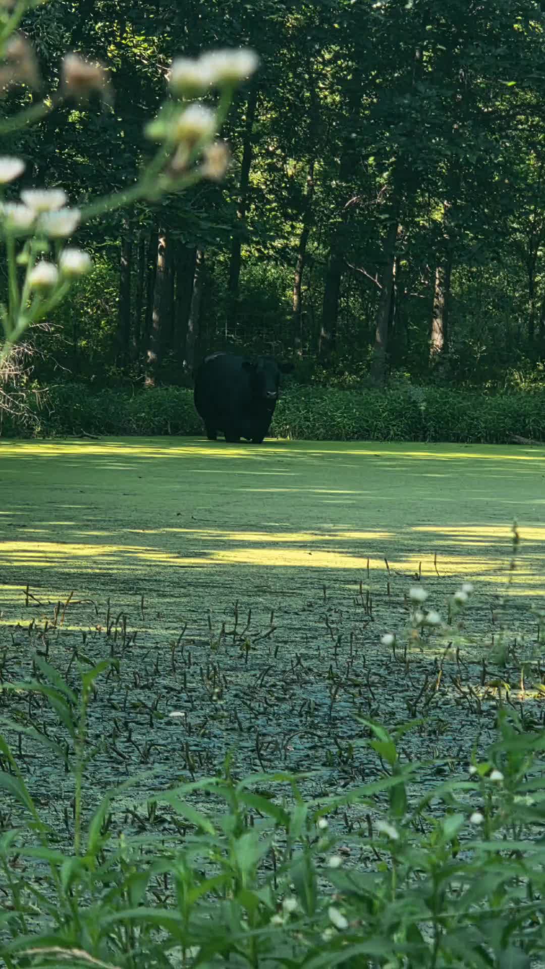 @Echo 🐴🐮🦌🐤