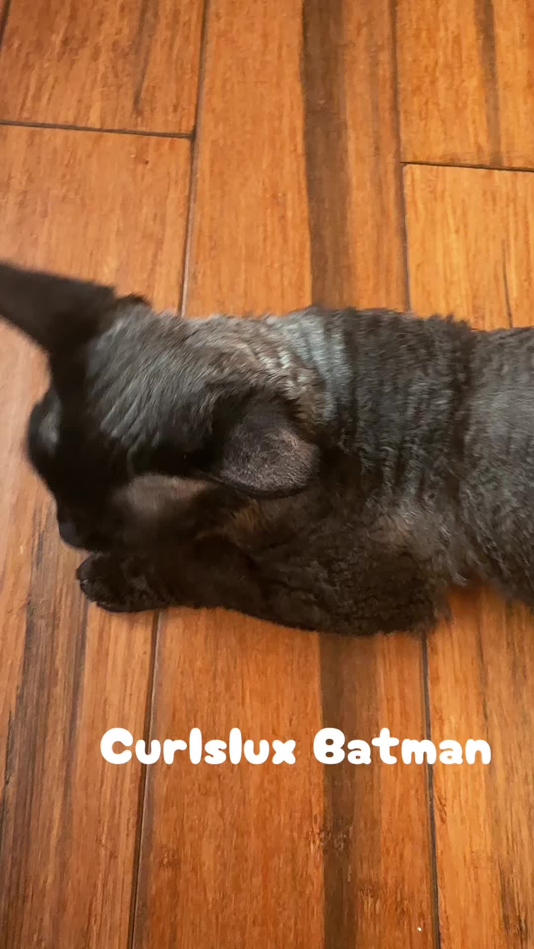 @Curlslux cattery!!๐บ๐ธ