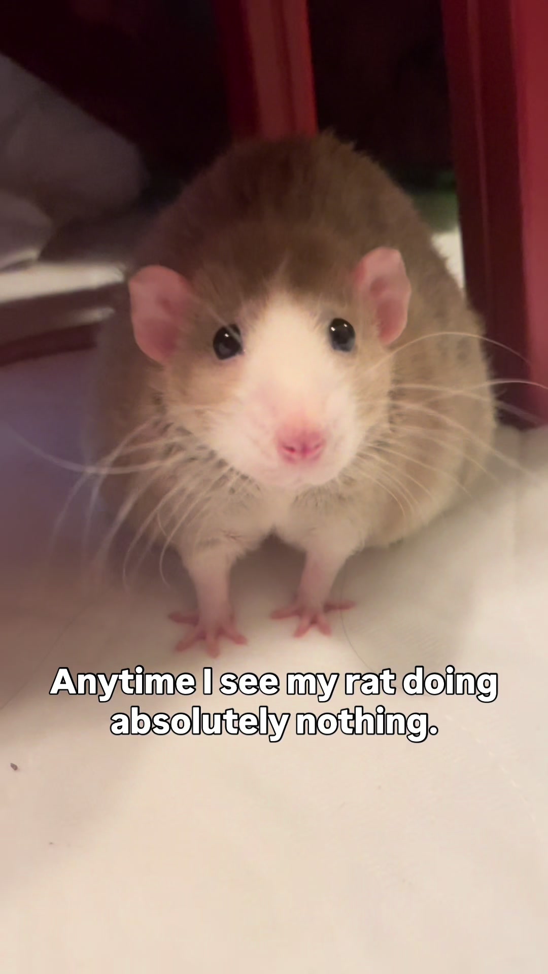 @RatsHaveFeelingsToo