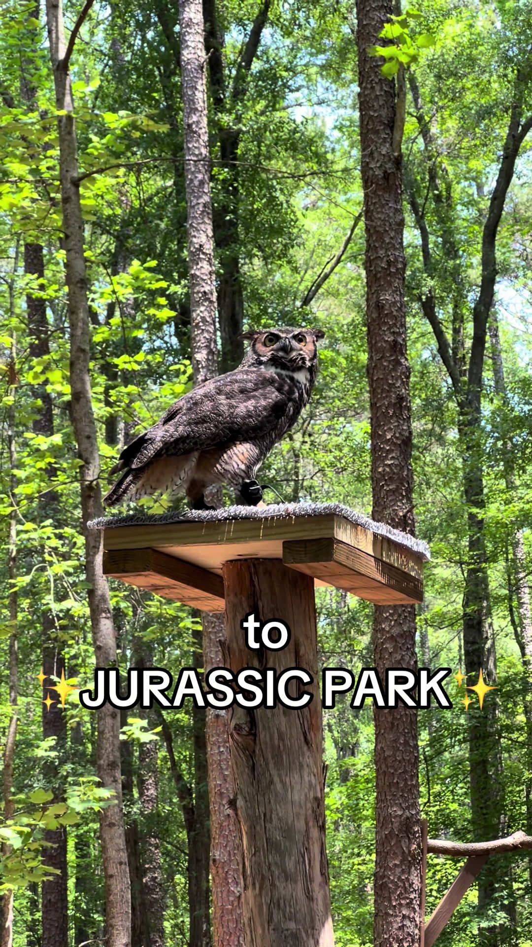 @Carolina Raptor Center