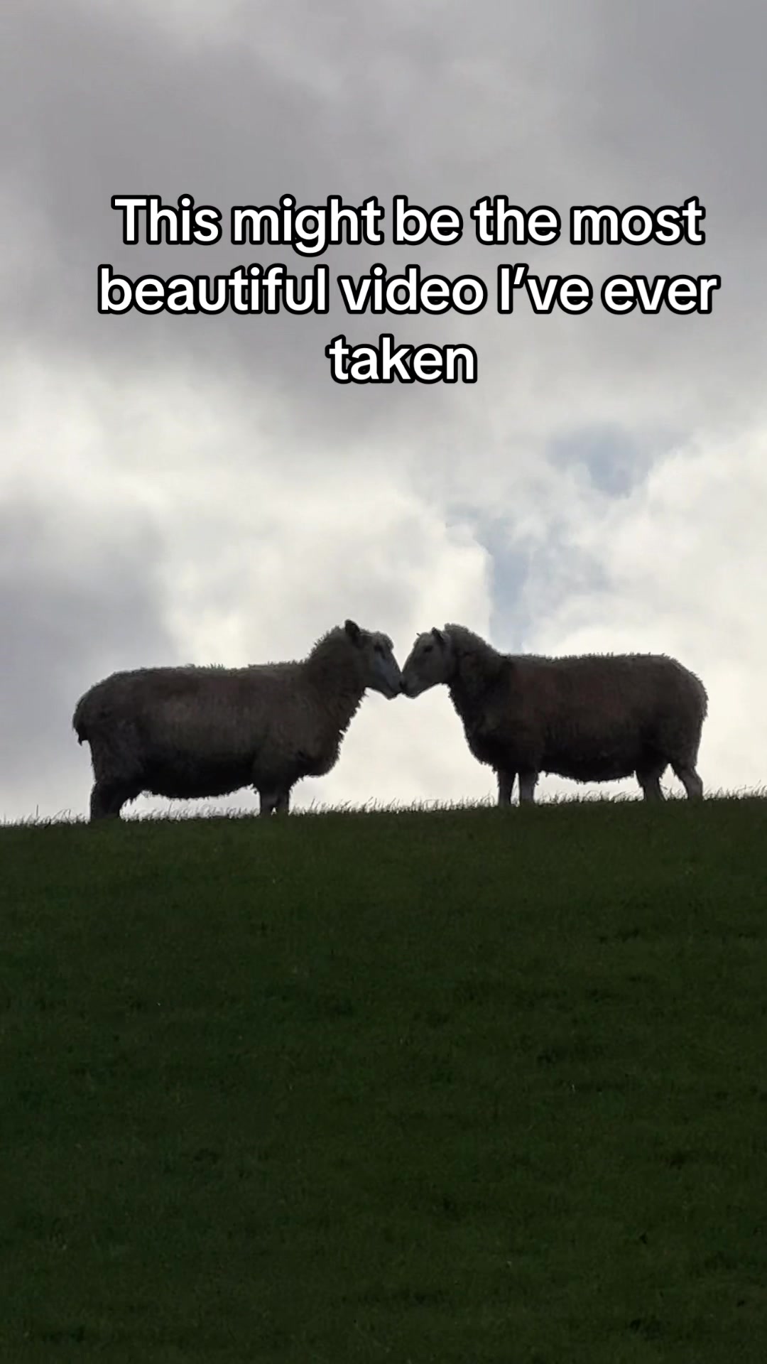 @Skooma Sippa
