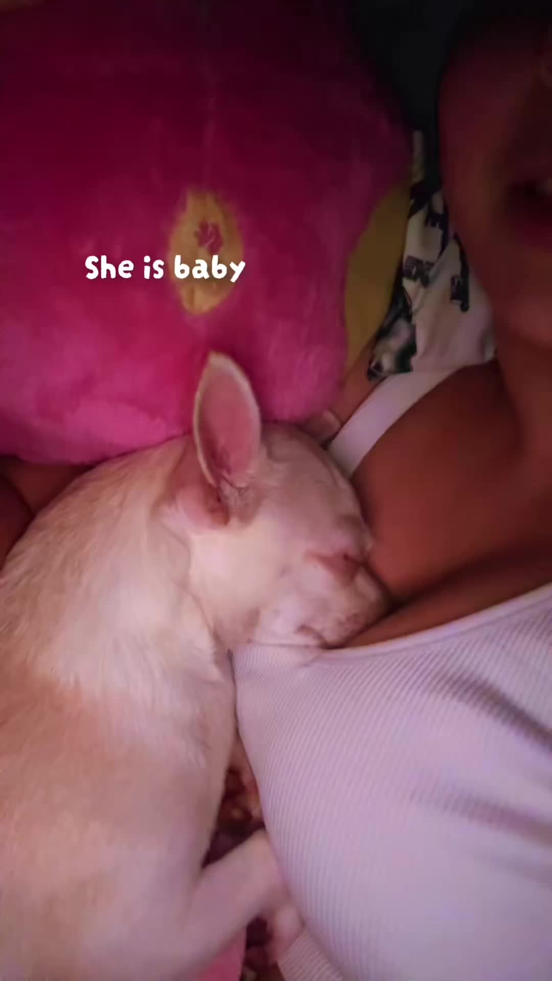 @darimaridarling