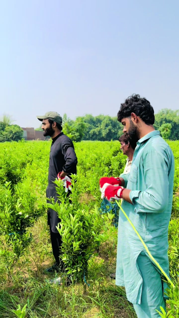@Sardar Ijaz Ul Hassan Arain
